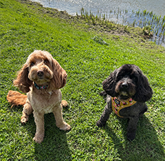 Bailey & Darcy