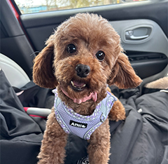 Elsie