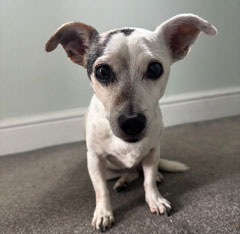 Gracie
