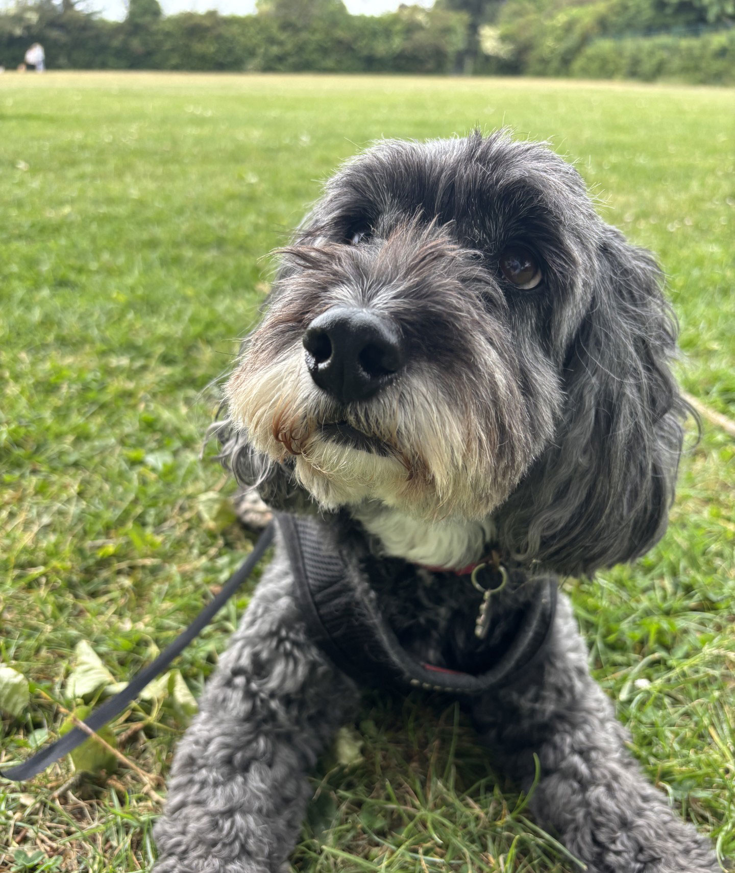 Finn