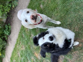 Star and Ada